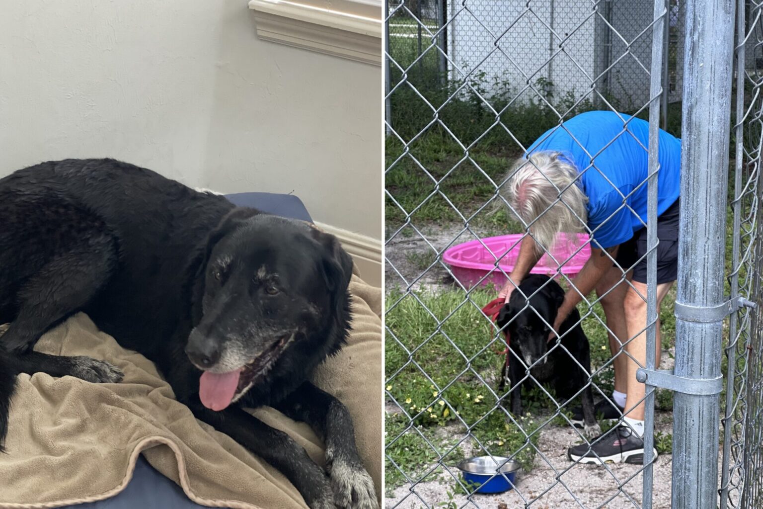 Dog who was in shelter for 10 years finally finds her forever home ...
