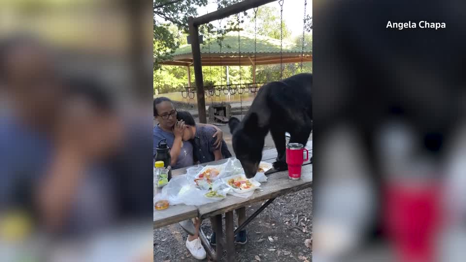 Watch Brave Mother Shields Sons Face As Black Bear Gatecrashes