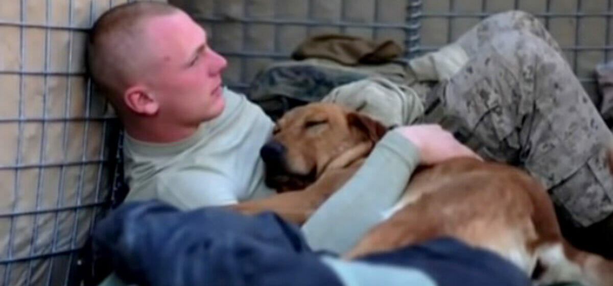 Soldier reunites with Army dog who saved his life after two years apart ...
