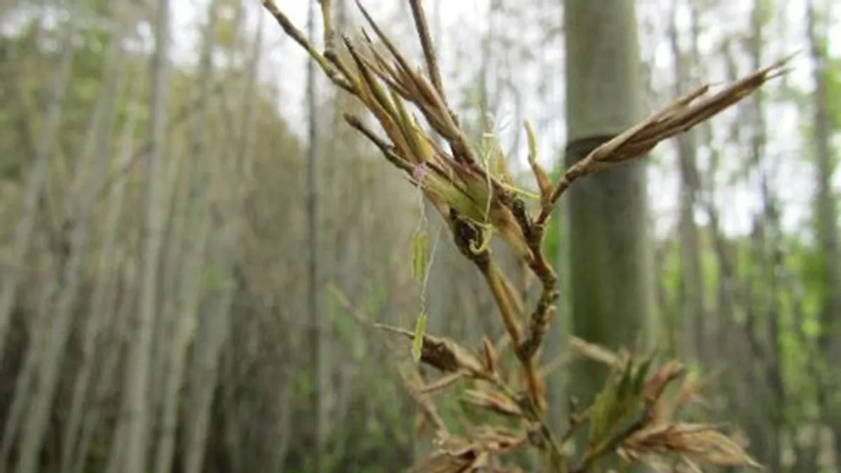 Bamboo Is About To Flower For The First Time In 120 Years. It Could Be ...