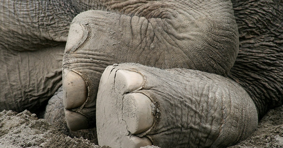 Elephants’ Feet An Ingenious Blend of Adaptations Hasan Jasim