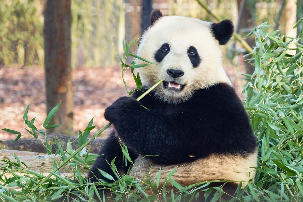 Why is China taking back its giant pandas from the U.S., other