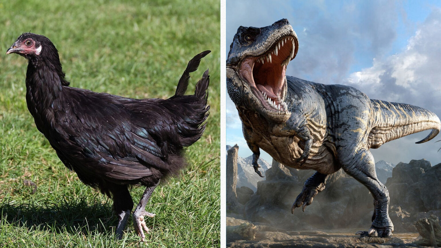 dinosaur-legs-grown-on-genetically-modified-chicken-embryos-in-world