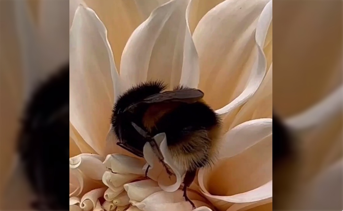 Bumble Bees Social Insects That Sometimes Sleep in Flowers Hasan Jasim
