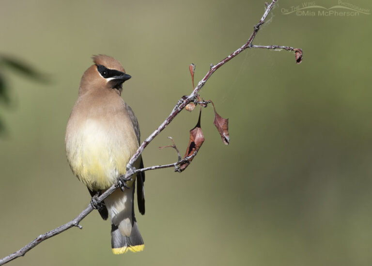 Waxwings: The Drunk Birds of the World - Hasan Jasim