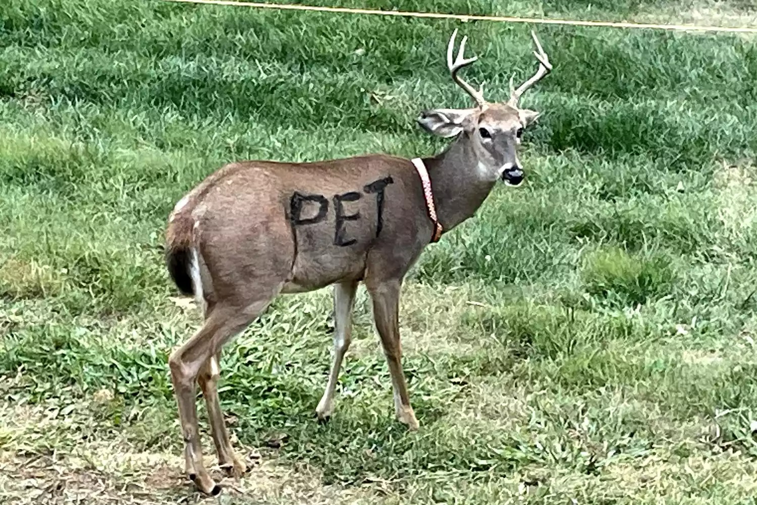 Deer found with “PET” painted on its body, wearing a collar — police