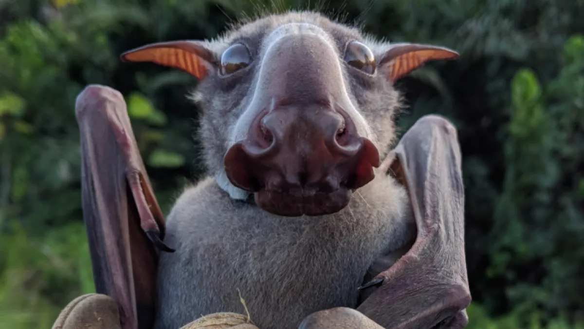 The Hammerhead Bat Is Real, But You Don’t Need To Be Scared Hasan Jasim