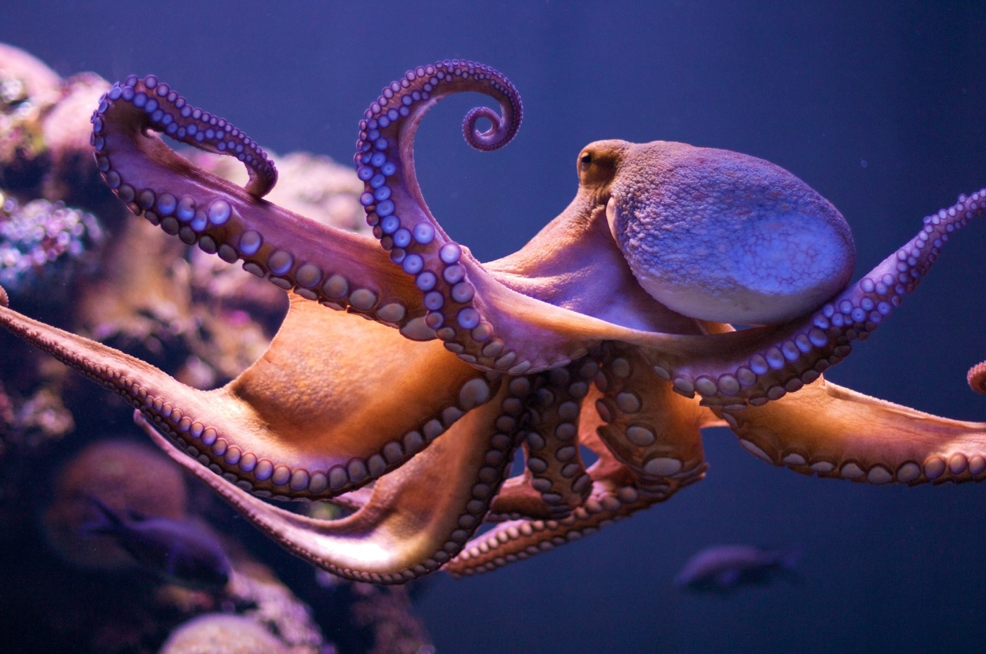Octopuses May Feel Pain Physically And Emotionally, Similar To Mammals
