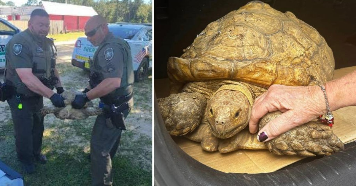 Officers find tortoise on highway — discover she’s been missing from