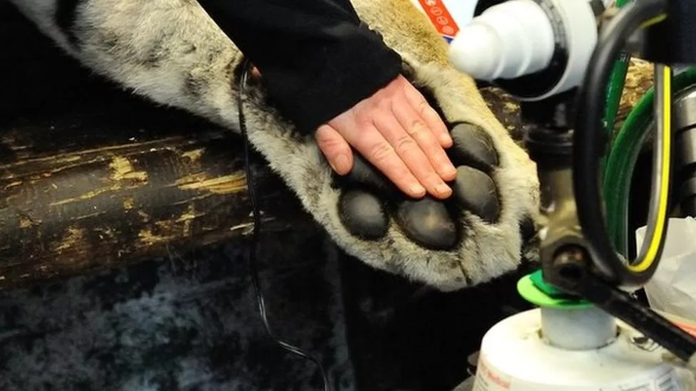 Siberian Tiger Paw vs. Human Hand Hasan Jasim