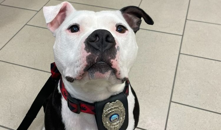 Shelter Dog Gets Adopted By Police Department, Officially Sworn In As ...