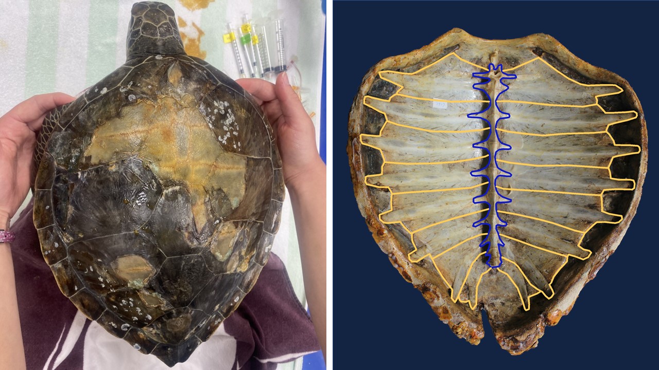 It’s Wild How Nature Weaves the Various Turtle Shell Patterns - Hasan Jasim