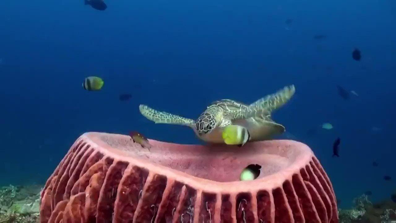 A Massive Sleepy Sea Turtle Sleeping On Sponge - Hasan Jasim