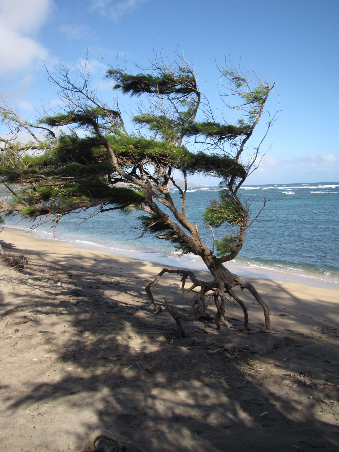 Running Tree On Waihee Beach Park Hasan Jasim