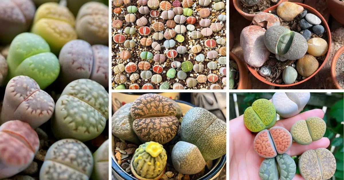 Live Stone Lithops: The Living Stones of Namibia and South Africa - Hasan Jasim