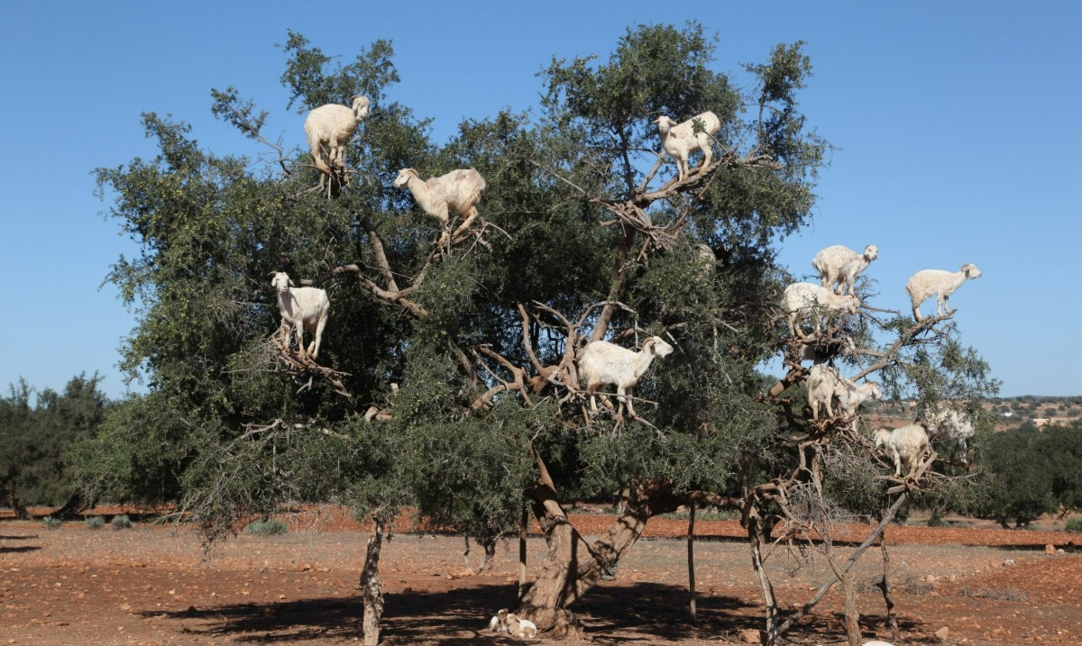 The Mystery of Morocco’s Tree-Climbing Goats - Hasan Jasim