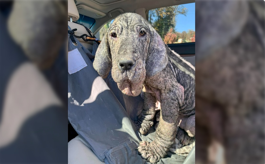 Shelter “shocked and gutted” after taking in abused, neglected dog ...
