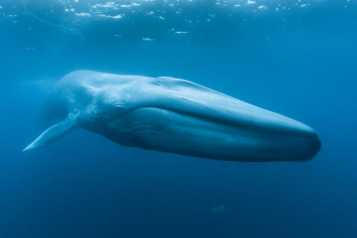 Good News, Everyone: Blue Whales Officially Return To Seychelles