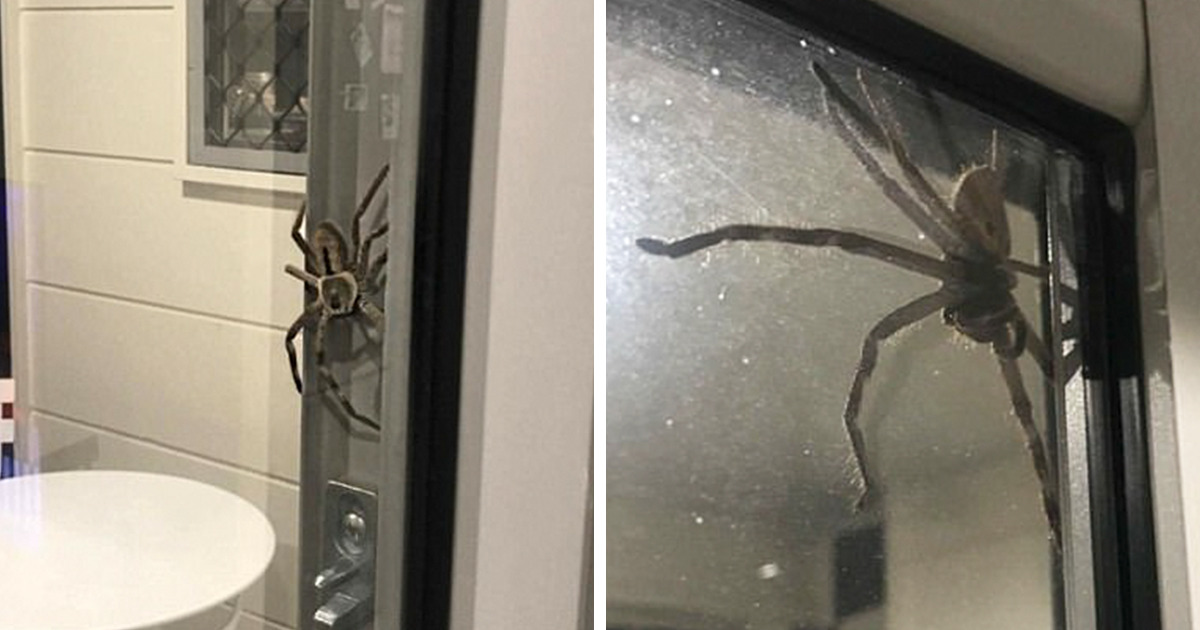 Man in Australia Explains Why He Lets a Huge Huntsman Spider Live In