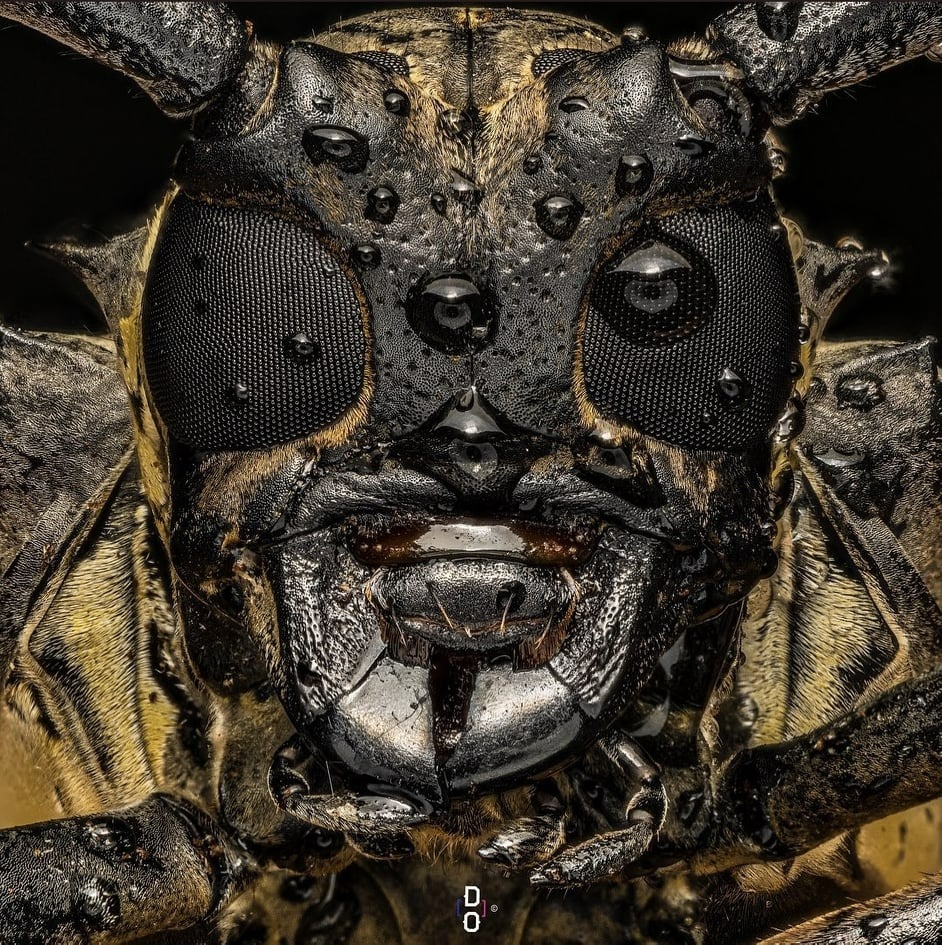 A Close-Up Look at a Longhorn Beetle’s Face - Hasan Jasim