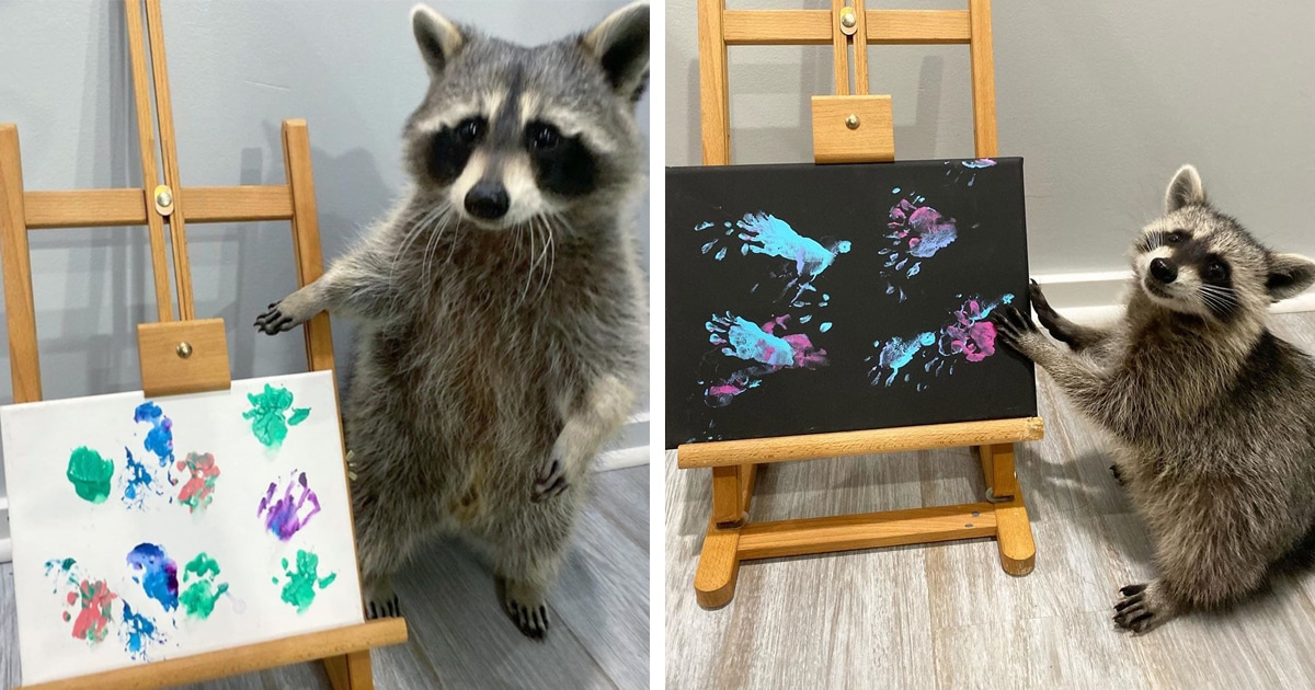 These Raccoons Are Creating Abstract Masterpiece Paintings Using Their ...