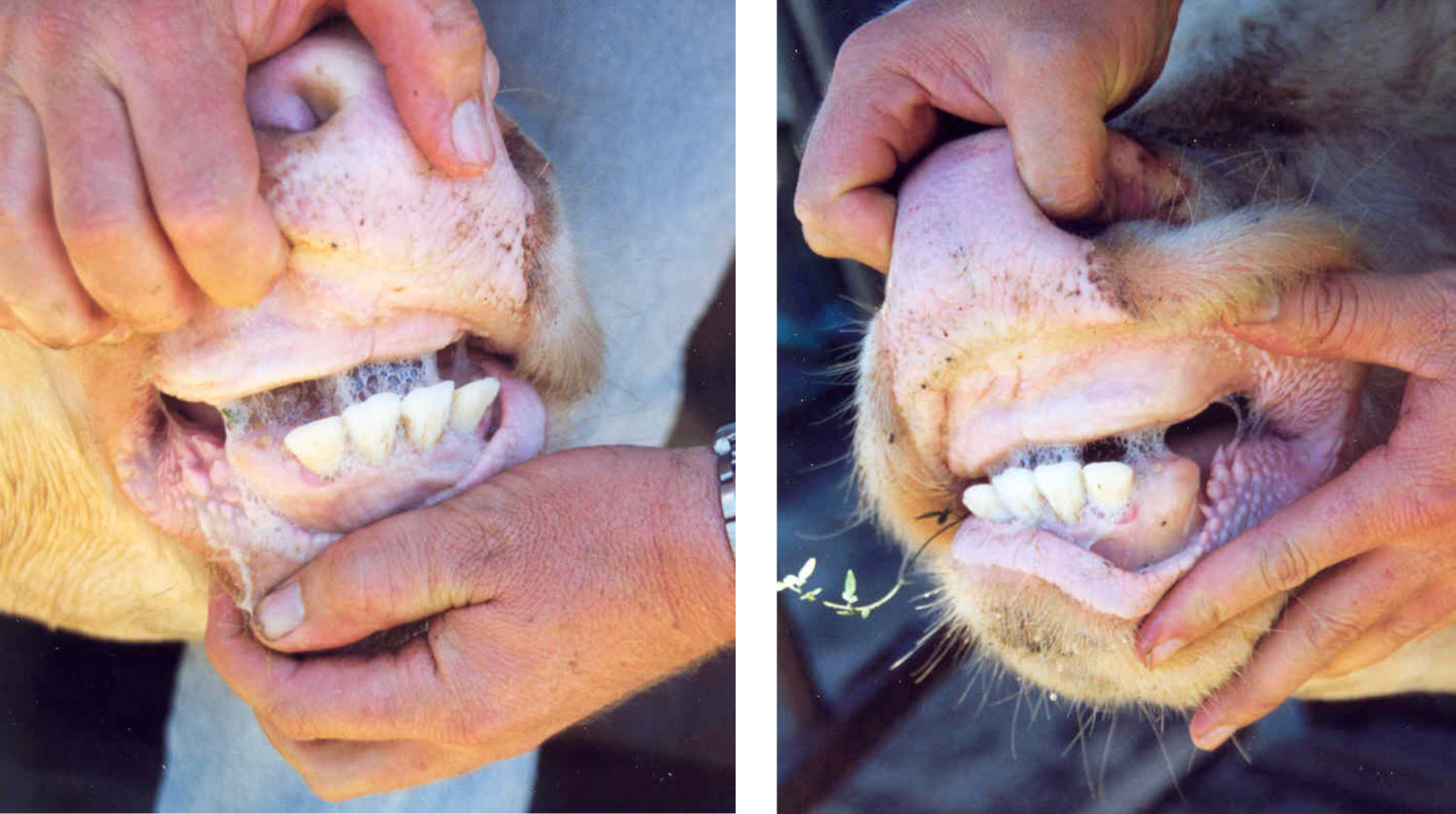 Cow Teeth: Understanding the Unique Dental Design of Our Grazing ...