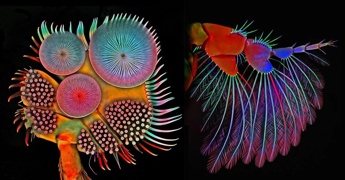 The Extraordinary Details of a Beetle’s Foot and Other Parts of Tiny ...