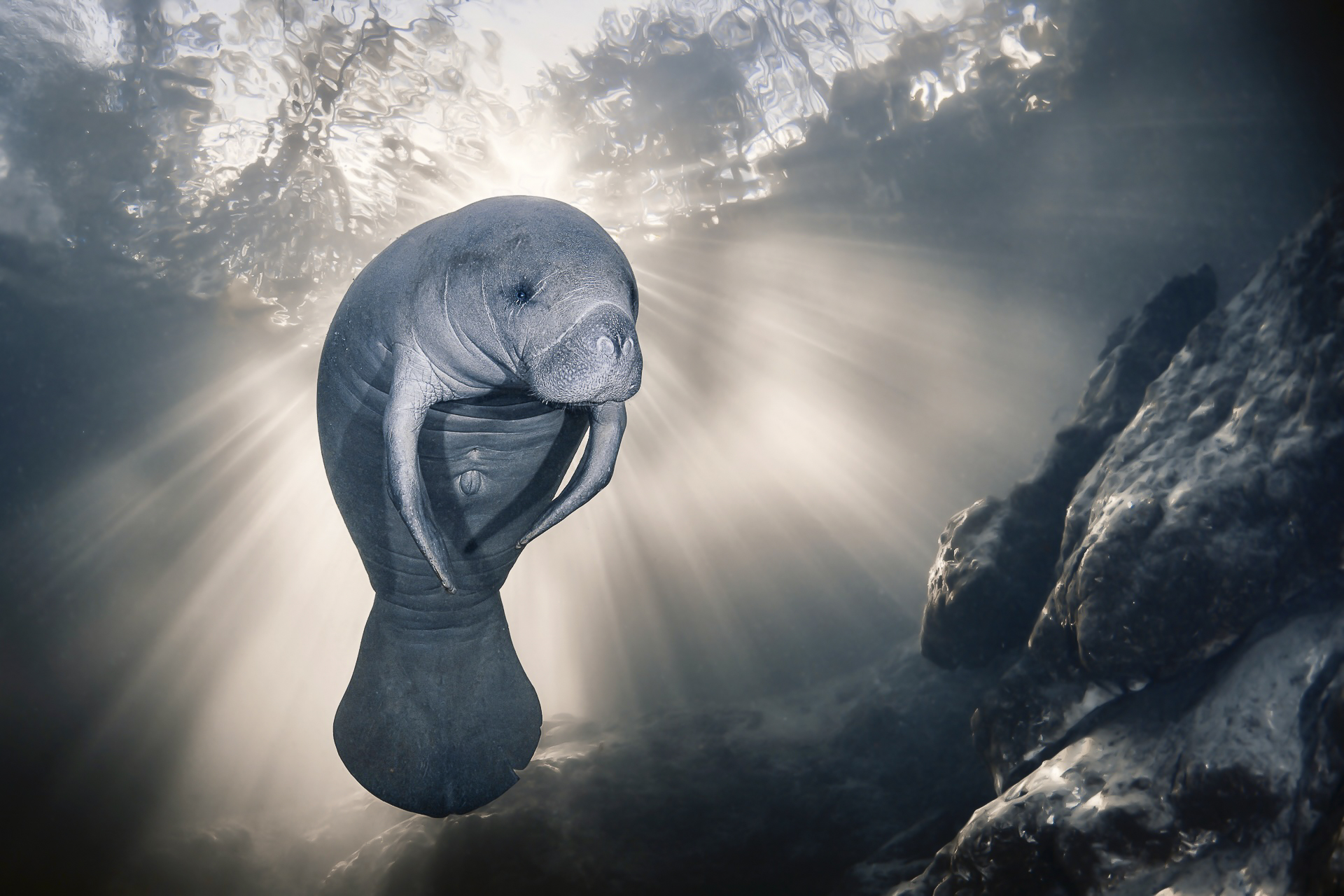 An Encounter with a Gentle Giant: Manatee Captures Photographer’s Heart