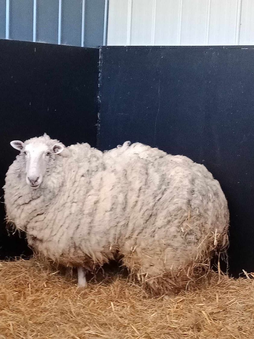 Runaway Sheep Found Years Later Living With A Gang Of Kangaroos Hasan