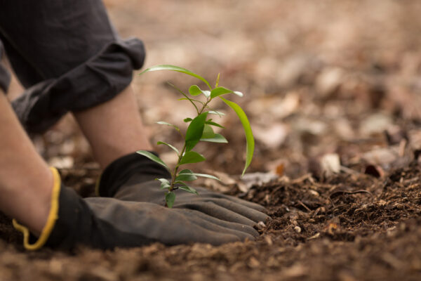 Guy Who Urged Planting a Trillion Trees Begs People to Stop Planting So ...