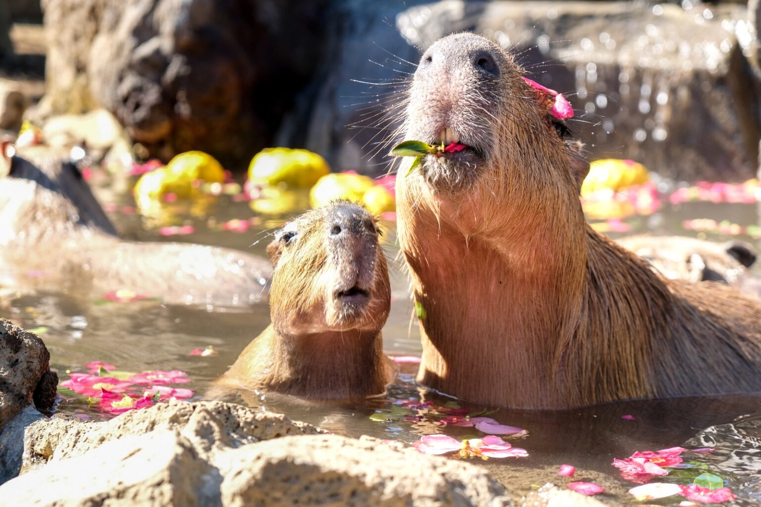 Capybaras And Onsens A Match Made In Heaven Hasan Jasim Capybaras And Onsens A Match Made In Heaven Hasan Jasim