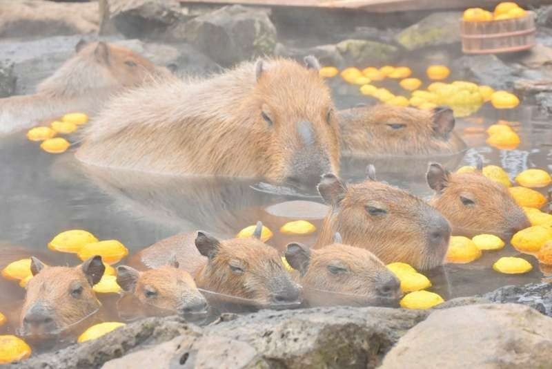 Capybaras and Onsens: A Match Made in Heaven - Hasan Jasim