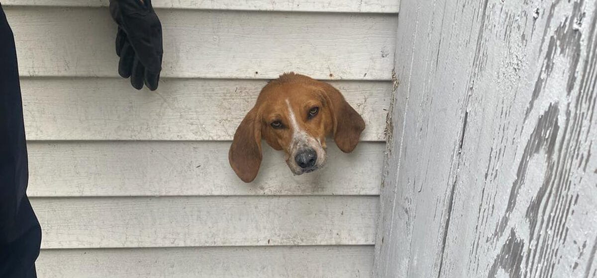 Curious dog sticks head through dryer vent, gets stuck in wall — police
