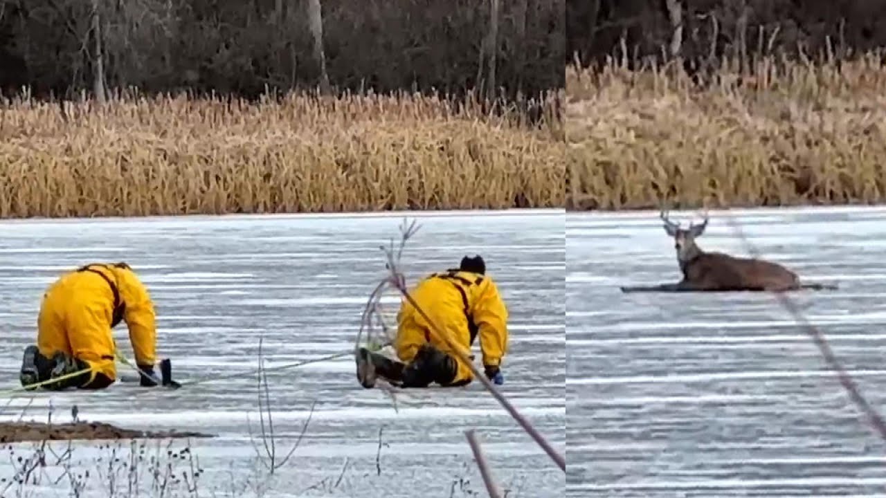 Firefighters crawl across thin ice to rescue trapped deer Hasan Jasim