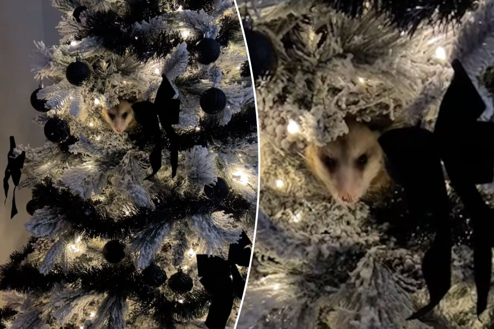 Woman Is Shocked After Finding Possum Hiding In Her Christmas Tree Hasan Jasim 