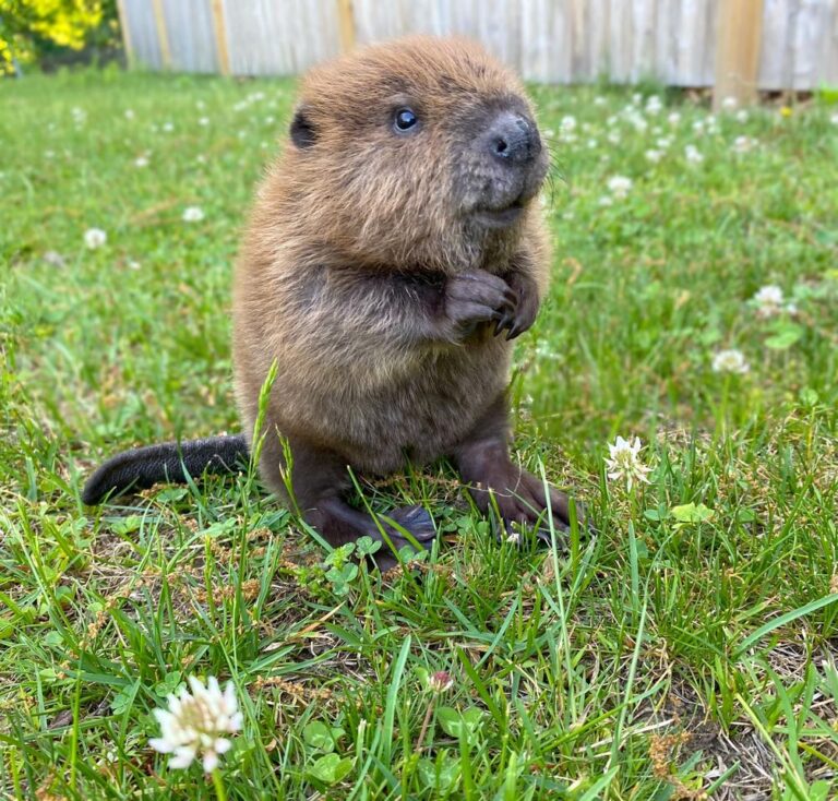 Rescued beaver builds a dam in hallway to keep her new roommate out