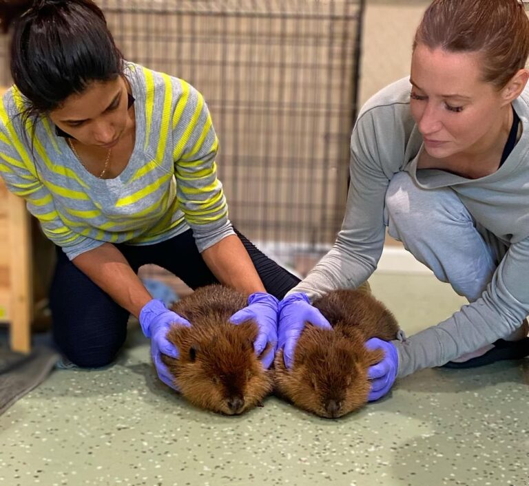 Rescued beaver builds a dam in hallway to keep her new roommate out