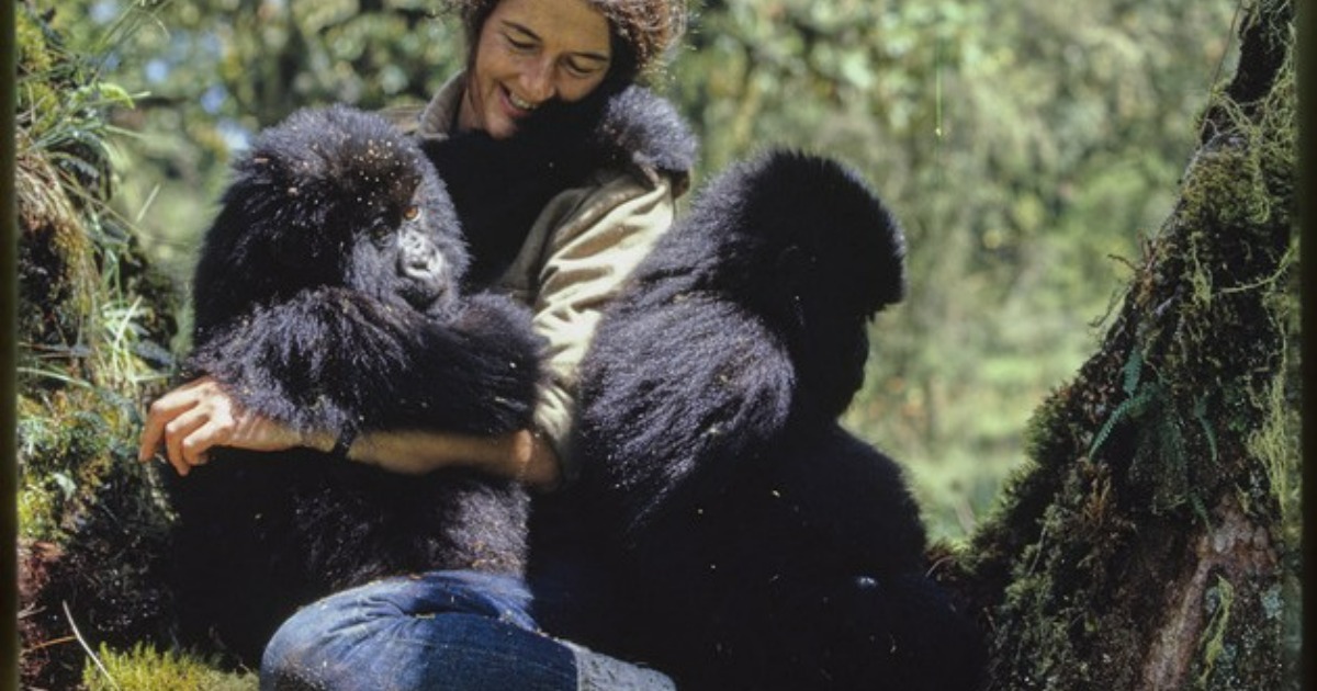 Dian Fossey: A Trailblazer for Gorilla Conservation - Hasan Jasim
