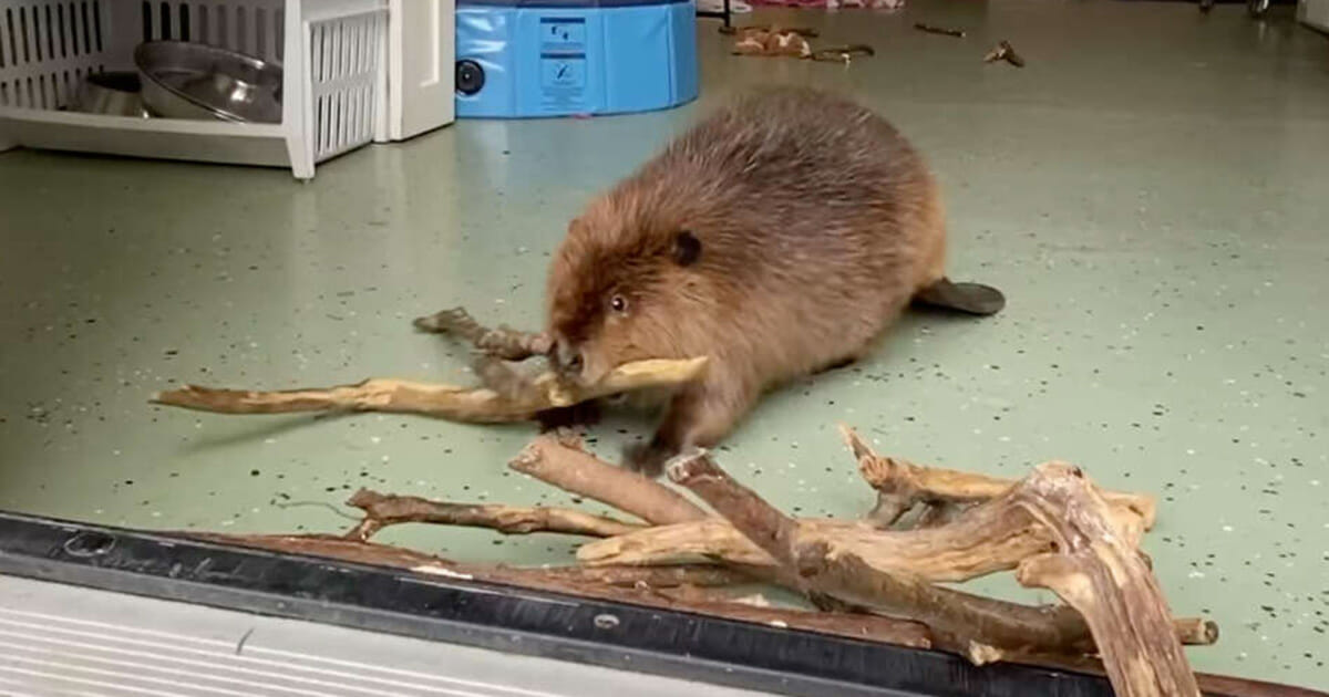 Rescued beaver builds a dam in hallway to keep her new roommate out ...