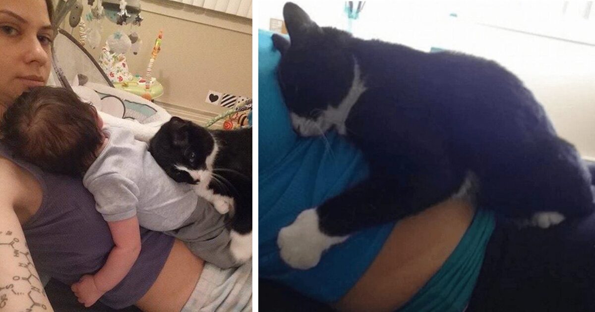 Cat refuses to get off pregnant owner’s belly – now watch her reaction ...
