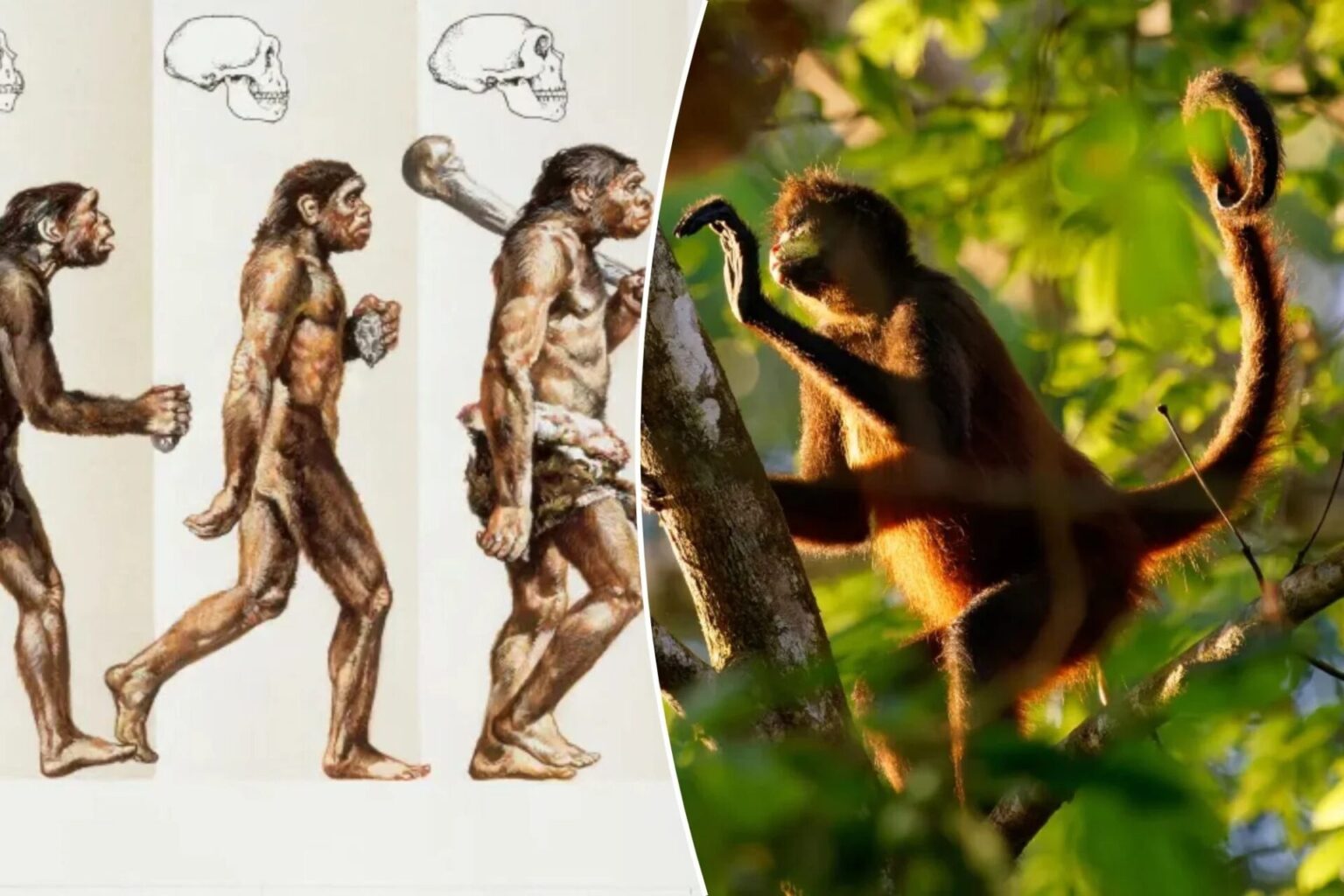 Humans lost their tails during evolution — and NYU scientists think ...