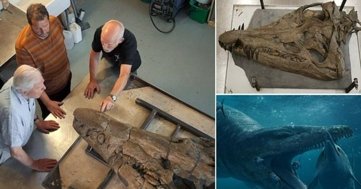 Exclusive Giant Skull Of 150MillionYearOld “Sea Monster” Emerges