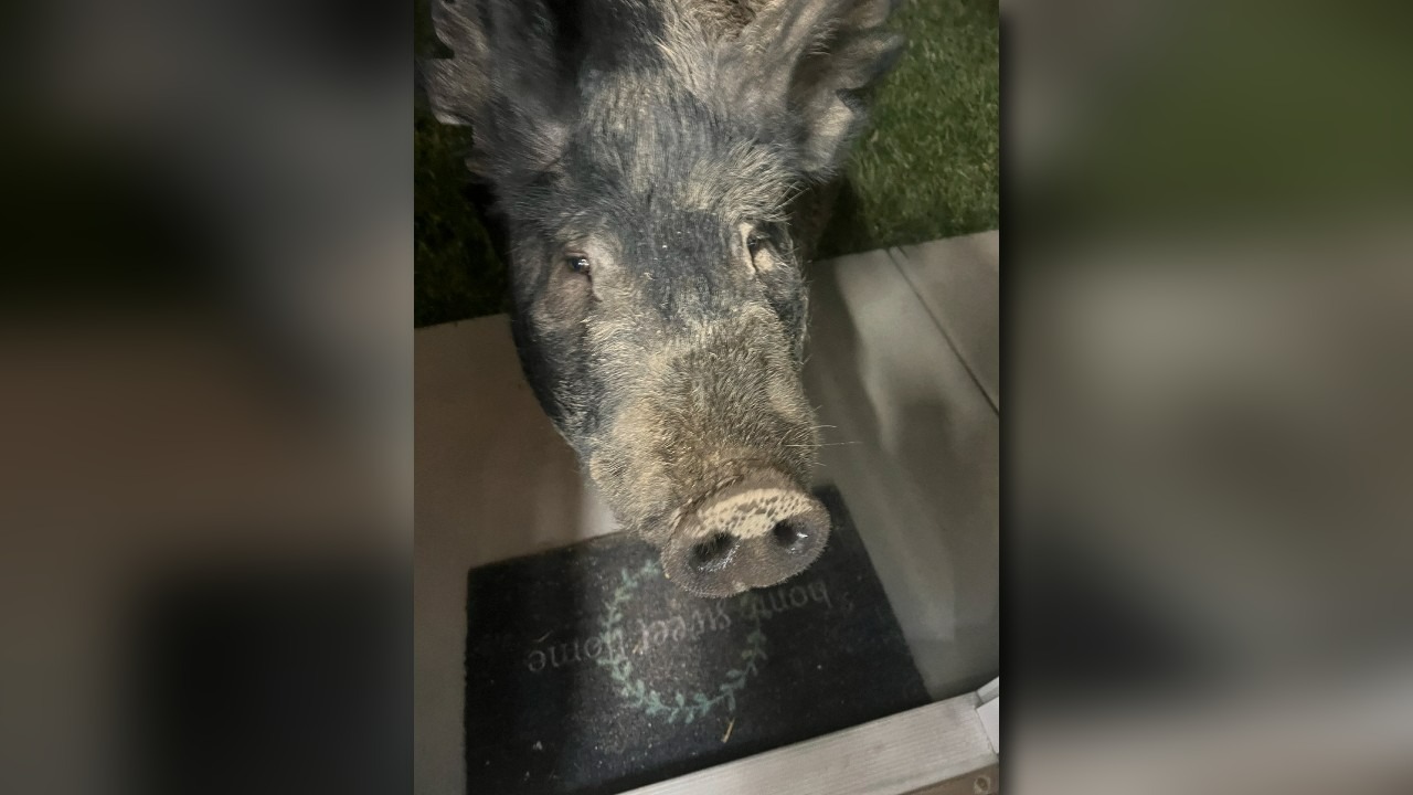 Family discovers 450-pound pig in their yard — uses Oreos to help him ...