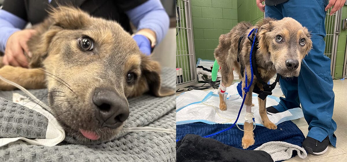 “Severely emaciated” dog found lying on the side of the road — animal ...