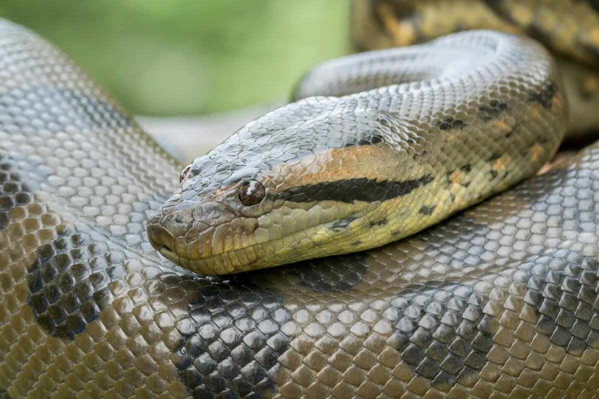 One Of World’s Biggest Snakes Found Dead In Amazon Just Weeks After Its ...