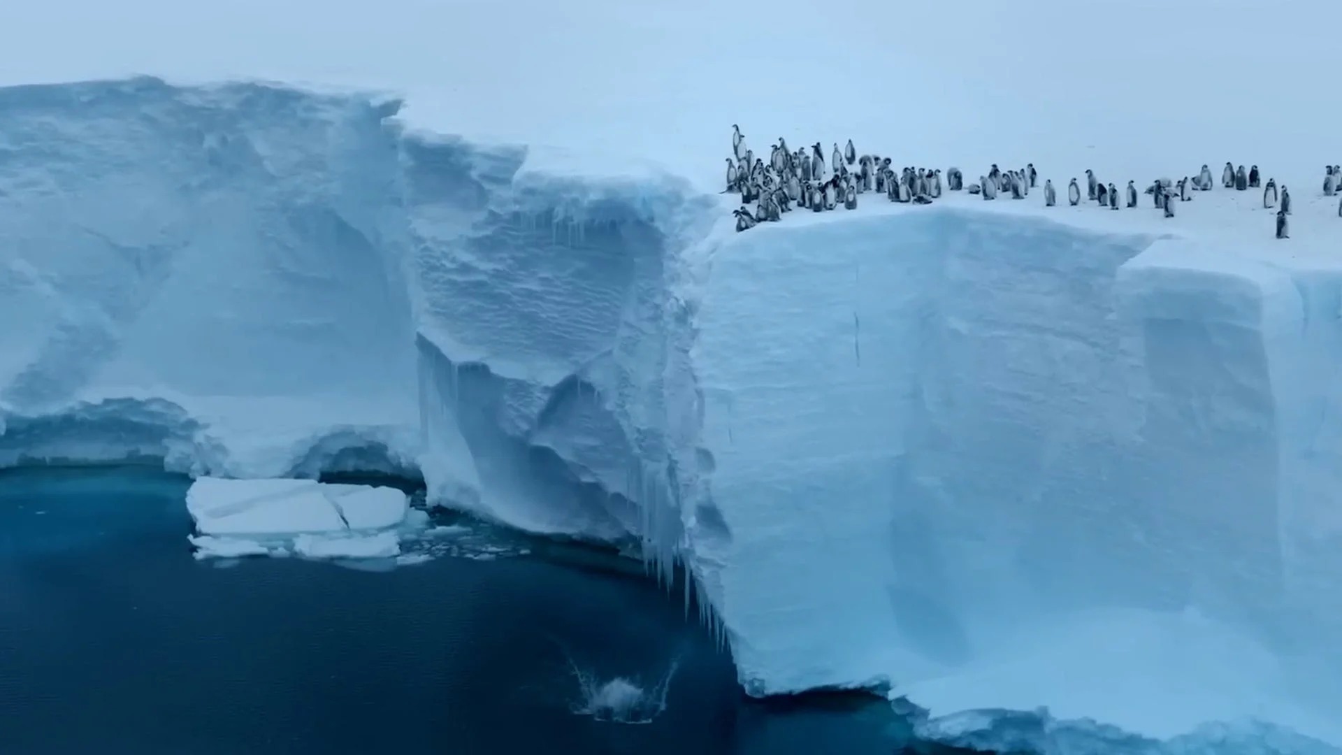 ‘I can’t believe that’ Watch hundreds of baby emperor penguins jump