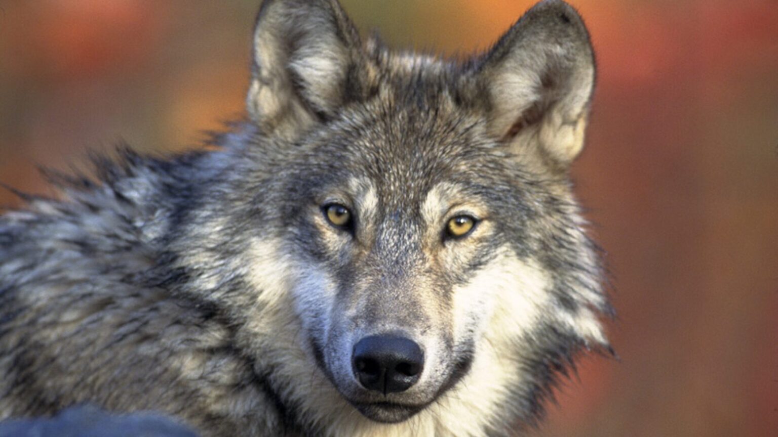 Hunter Kills First Gray Wolf Seen In Lower Peninsula Of Michigan For ...