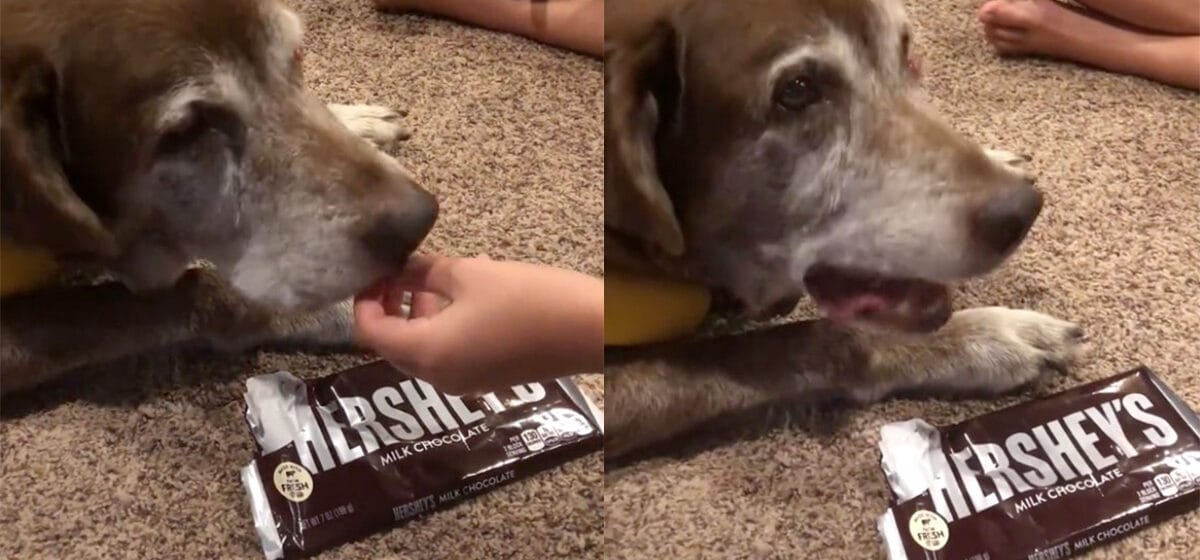 Visual Reference: Family Gives Chocolate To Their Senior Dog As A Final