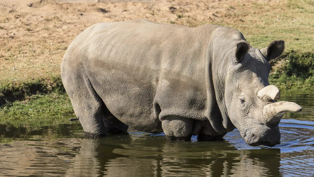 The Frozen Skin Of Dead Rhinos Could Save The Northern White Rhino From