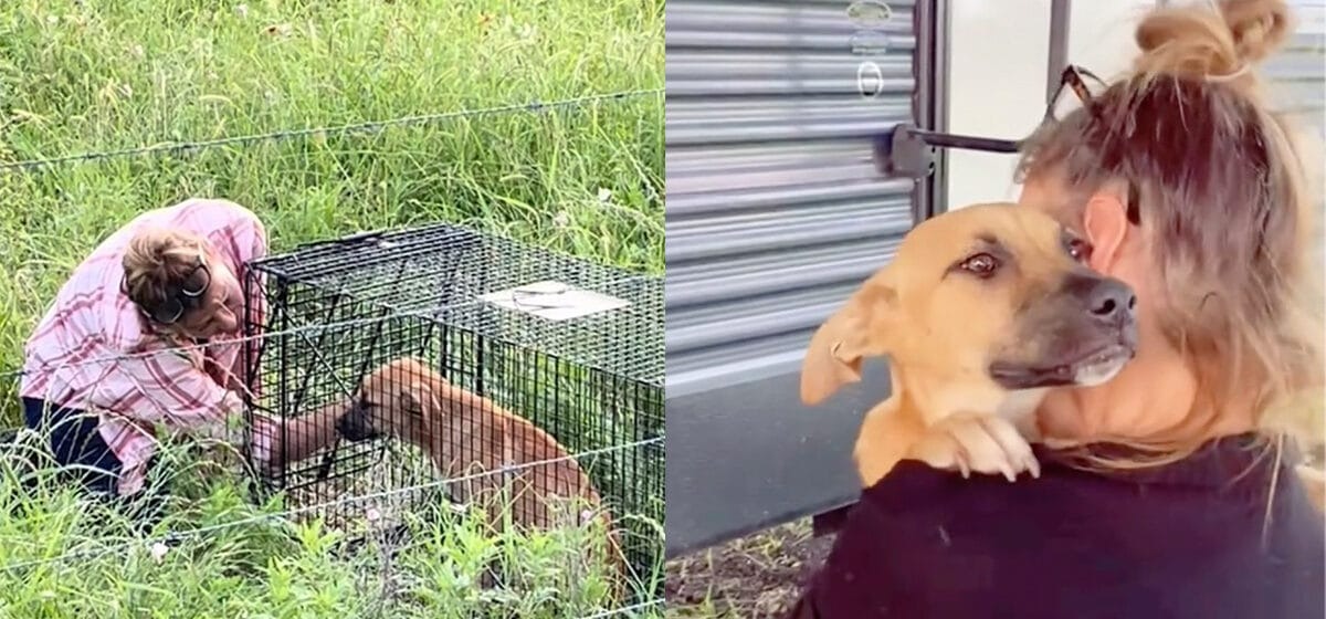 Dog rescuer wins trust of abandoned puppy — look of love shows she’s ...